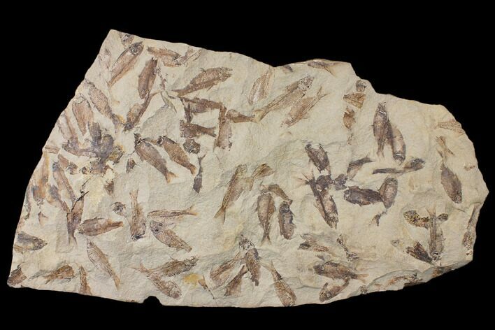 Fossil Fish (Gosiutichthys) Mortality Plate - Lake Gosiute #130101